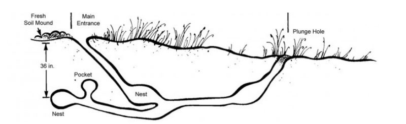 A graphic of  woodchuck's underground burrow. It illustrates main entrance with fresh soil mound, plunge hole, nests, and pocket 