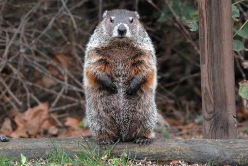 A woodchuck standing on its hind legs on a log in a natural setting, with brown, white-tipped fur and reddish coloration along its chest.
