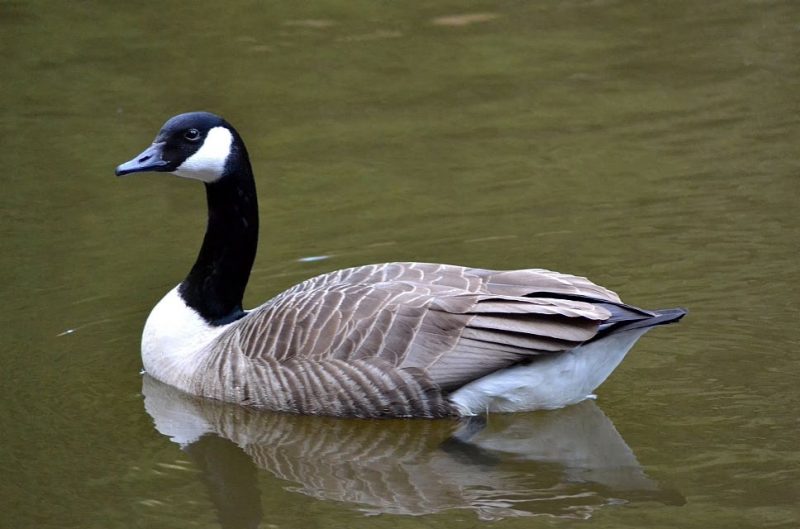 Branta canadensis for the sales canada goose for example