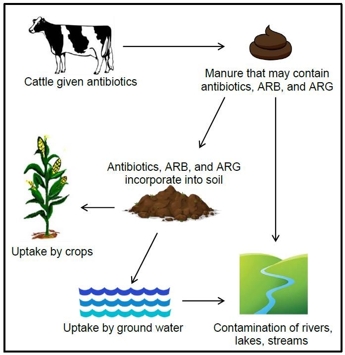a diagram showing pathways of antibiotics, ARB, and ARG from the farm to crops and water