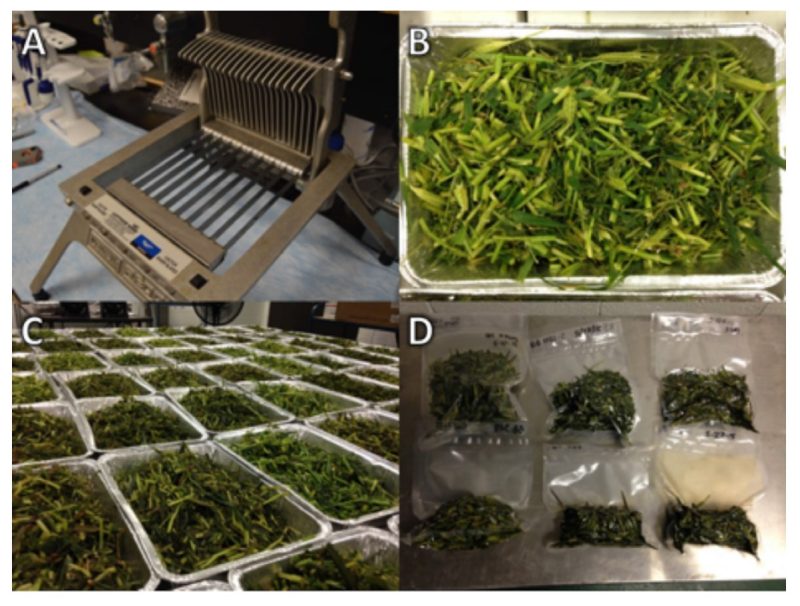 Sample processing and ensiling.