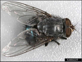 A dorsal view of an adult fly with clear wings and large eyes.