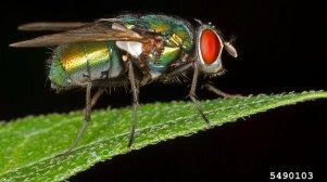 An adult fly rests on the tip of a leaf.