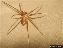 A spider with long legs.
