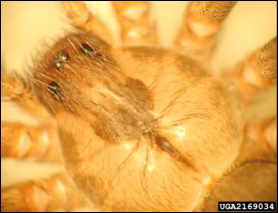 A closeup of a spider showing six eyes arranged in three groups of two eyes each.