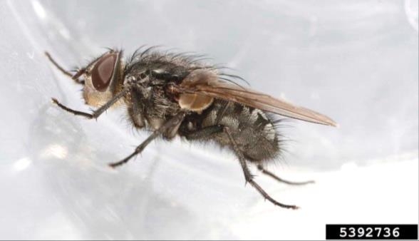 Figure 1, A side view of a bristly adult fly.