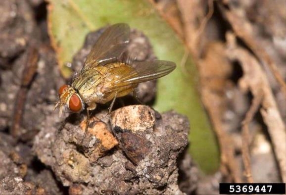 Figure 2, An adult fly with red eyes rests on a clump of dirt.
