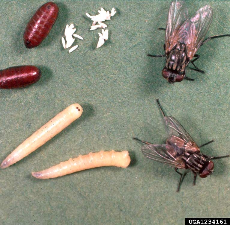 Figure 2, The life stages of the house fly, including the eggs, larvae, pupae, and adults.