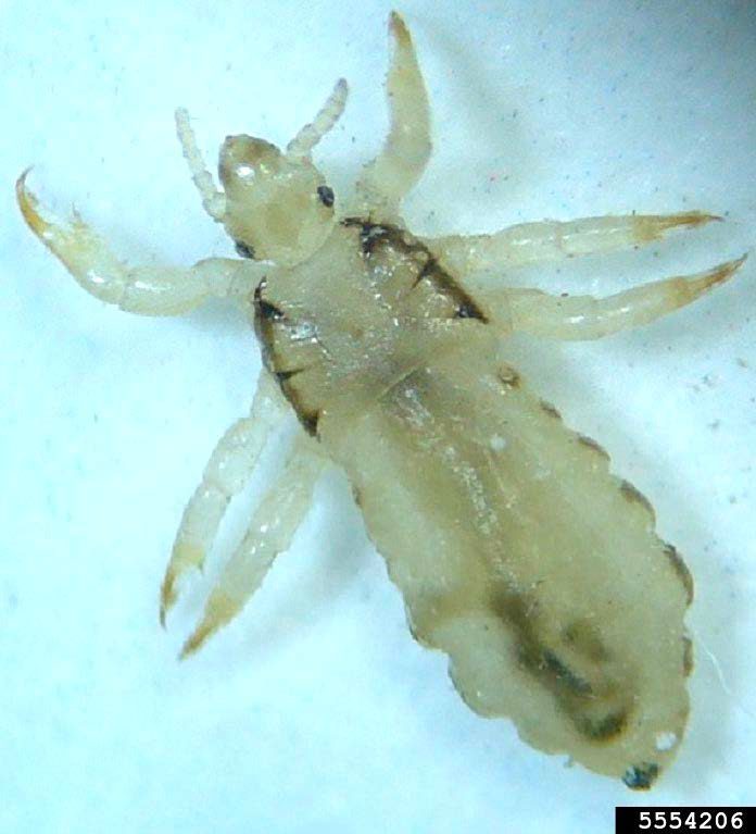 Figure 1, A pale insect with a narrow body and claws for grasping hair at the end of its legs.