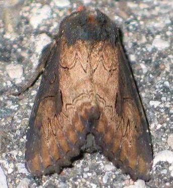 Figure 1, A moth with patterned wings.
