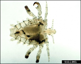 Description  Crab lice, Pthirus pubis (L.), are very small (1.5-2 mm; 0.06-0.08 inch), wingless, flattened insects with mouthparts for sucking blood. The body is about as wide as it is long with a small, narrow head (Fig. 1). Crab lice are gray to tan in color. If they have fed recently, the blood meal will be visible through the body and make them appear darker. Crab lice have a large claw at the end of the last two pairs of legs that allows them to cling securely to coarse hair on their host. The claws resemble those of an aquatic crab, hence the common name of “crab lice.” Crab lice cannot fly or jump; they can only crawl. Crab lice are different parasites than head or body lice.