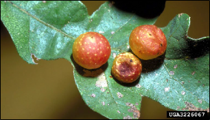Several marble-sized swellings have formed on the upper surface of an oak leaf.