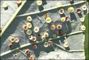 Numerous disk-shaped galls on the underside of an oak leaf. Several mature galls are in the process of drying out.
