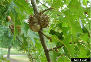 A hard gall with multiple spiky horns has formed on a small oak branch.