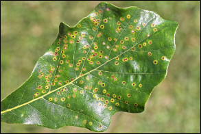 The top of an oak leaf shows numerous discolored spots indicating where an oak gall is attached to the underside of the leaf.