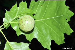 A large, thin-shelled swelling of plant tissue has formed on the midvein of a fresh oak leaf.