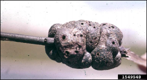 A hard, knotty gall with numerous exit holes on an oak twig.