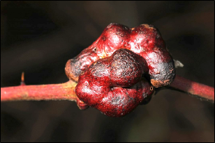 A hard, very lumpy gall stands out on a blackberry twig.