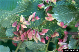 Numerous pouch-like galls line the edges of elm leaves.