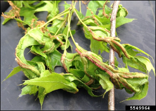 A branch of pin oak with gnarled swellings along the midribs of many leaves.