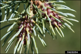 Cooley spruce galls resemble small pine cones at the tips of the spruce twigs.