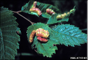 Compressed galls made of multiple segment-like cells are growing on the upperside of elm leaves.