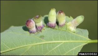Multiple galls have grown on the underside of a hackberry leaf.