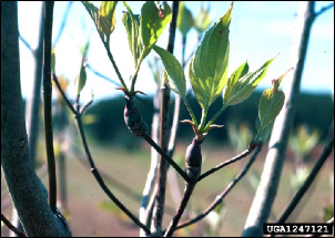 Several dogwood club galls are growing at the tips of twigs under newly emerged leaves.