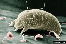 A microscopic image of a mite on a leaf surface.