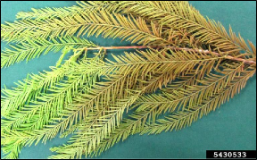 A branch of bald cypress shows the discolored foliage closest to the main stem typical of rust mite damage.