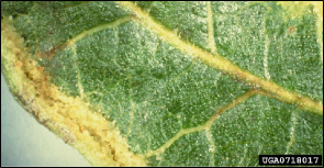 A close up of a leaf with a tightly folded edge housing numerous mites.