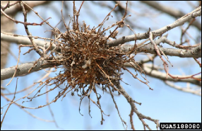 A dense bundle of abnormal twig growth in a tree.