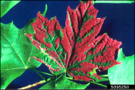 A maple leaf covered with dense, abnormally colored growths produced by erineum mites.