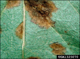 A closeup of a fresh leaf with multiple discolored patches made by blister mites.