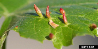 A fresh leaf with several tall, narrow, upright galls.