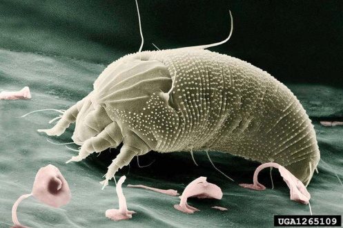 A scanning electron microscope image of an eriophyid mite.