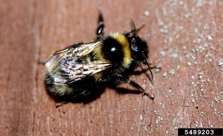 Figure 2, A furry bee rests on a piece of wood.