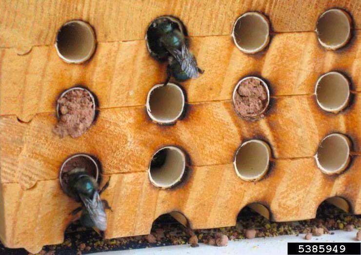 Figure 8, A block of wood has several rows of precisely drilled holes for bees to use as nesting sites.