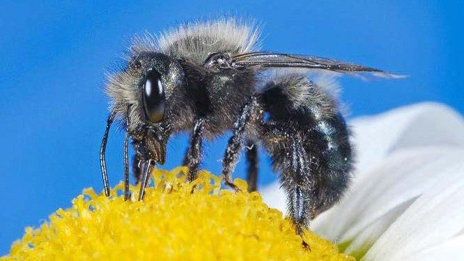 Cover for publication: Native and Solitary Bees in Virginia