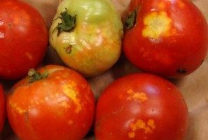 Several tomato fruit on a table showing discoloration and damage due to stink bug feeding