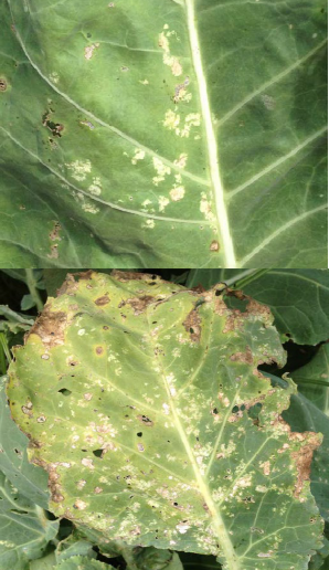 Top: A close up of a collard leaf showing mild symptoms of stink bug damage, specifically what blotches near the mid vein; Bottom: One collard leaf showing severe stink bug injury all over its surface, including white blotches and necrotic tissue in the edges of the leaf.