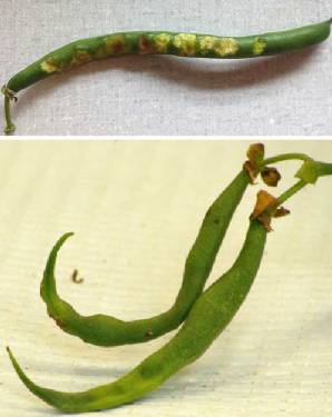 Top: One snap bean pod on a table showing severe injuries due to stink bug feeding; Bottom: Two snap bean pods on a table showing deformation due to stink bug feedding