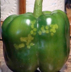 One green bell pepper on  a table showing discolored blotches due to stink bug feeding.