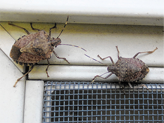 Cover for publication: Control of Brown Marmorated Stink Bug with Insecticide-Treated Window Screens