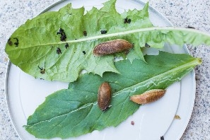 Three slugs sitting on two leaves.