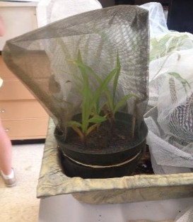 A pot with corn seedling growing out of it. A mesh bag is covering the top of the pot.