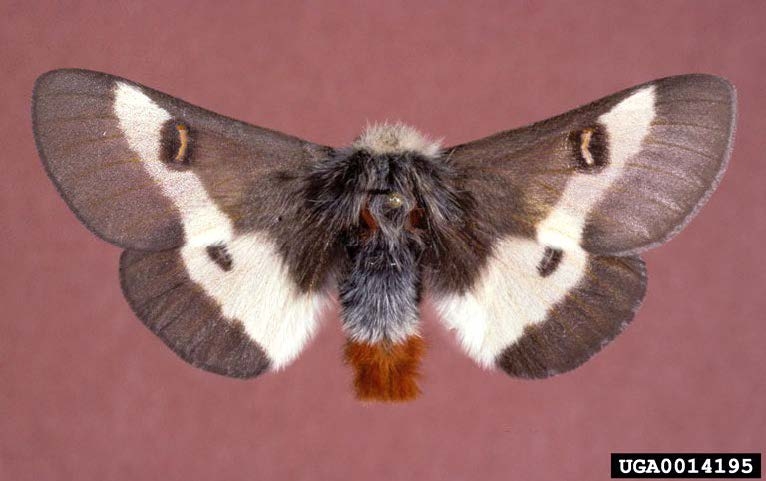 Figure 1, A brown buck moth with its wings fully extended.