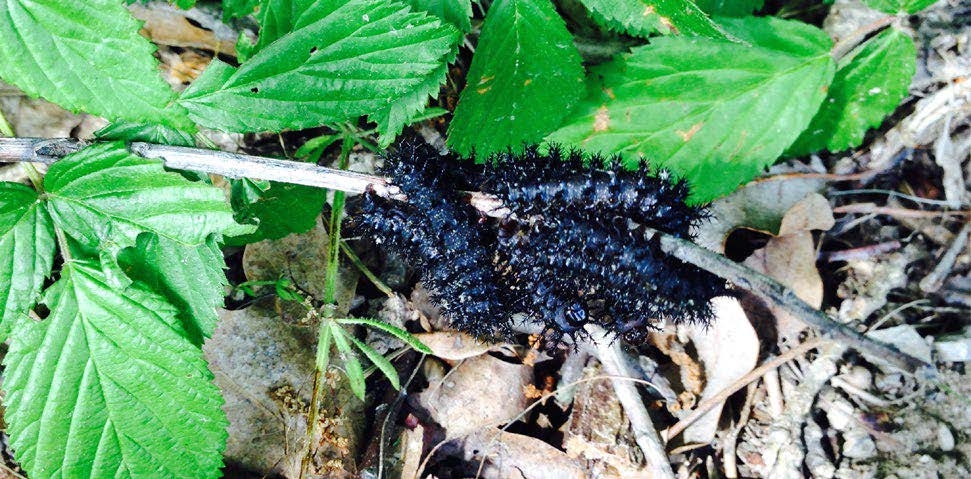 Figure 4, A group of caterpillars clustered together on a small branch.