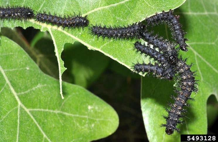 Figure 3, Caterpillars feeding gregariously on an oak leaf.