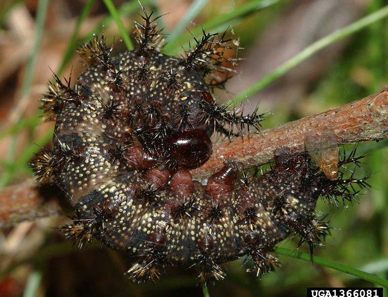 Figure 2, A spiny caterpillar curled on a twig.